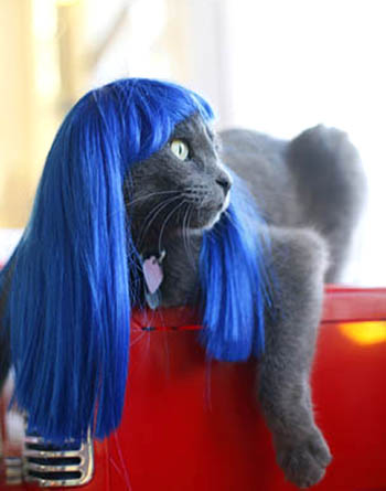 Blue Hair Wig For Cats