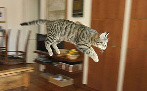 Freeze Frame Jumping Cat Photo