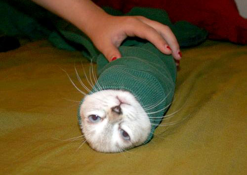 Cat In A Sweaters Sleeve