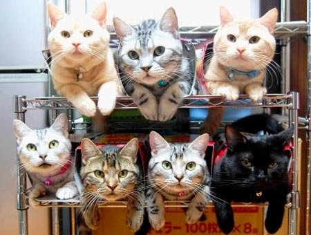 Kitty Cat Organizer