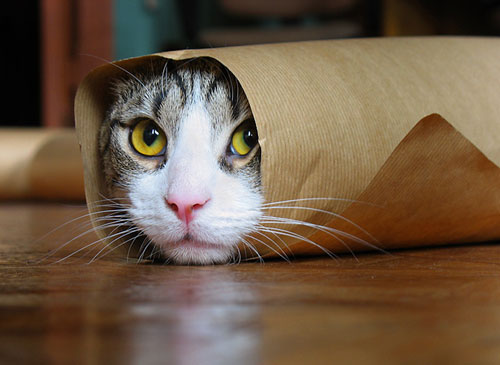 Cat In A Paper Roll