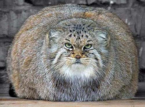 Overweight Wildcat