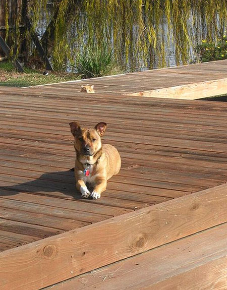 Dog Photo With Peeking Cat