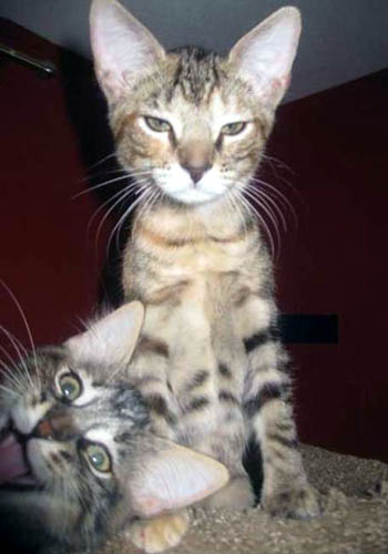 Funny Kitten Photobomber