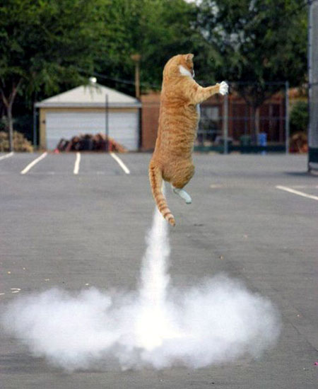 Rocket Cat