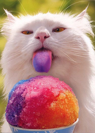 Cat With A Rainbow Slurpee Tongue