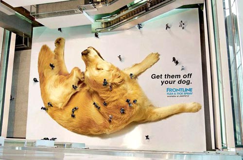 Flea Spray Floor Advert