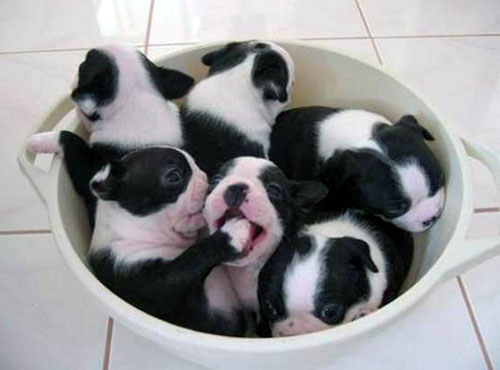 Bowl of Boston Terrier Puppies