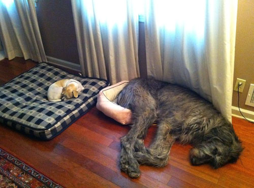 Two Dogs In Their Beds