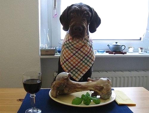 Dog At Dinner Table With Huge Bone