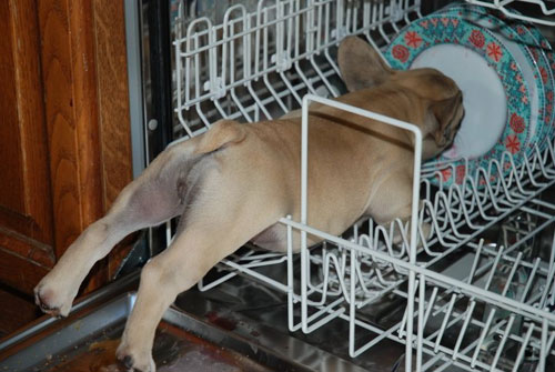 French Bulldog Licking Dishes In The Dishwasher