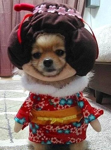 Geisha Dog Costume