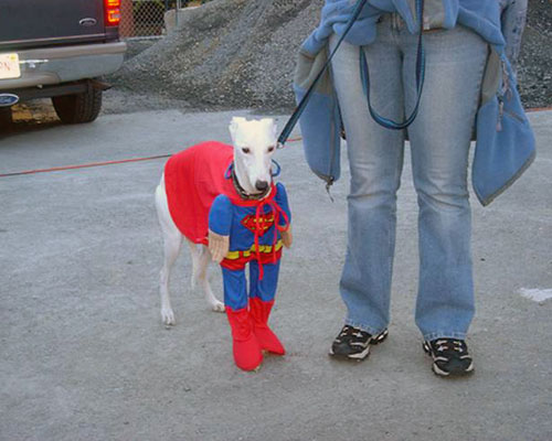 Greyhound Dog in a Superman Costume