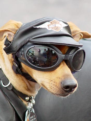 Dog Wearing Sunglasses and Harley-Davidson Gear