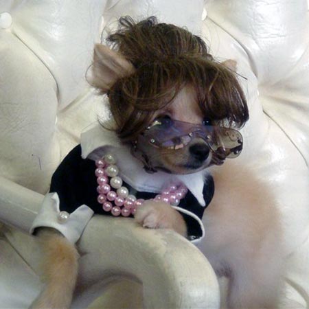 Puppy Wearing Sarah Palin Costume