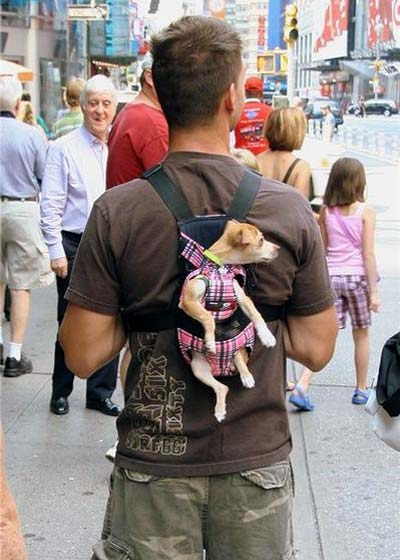 funny dog carrier