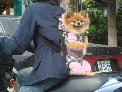 Puppy Backpack Sling