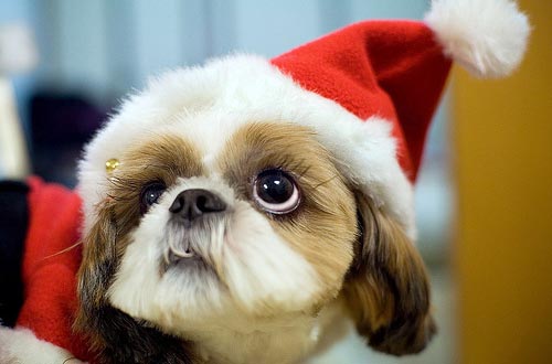 Puppy Wearing A Santa Hat