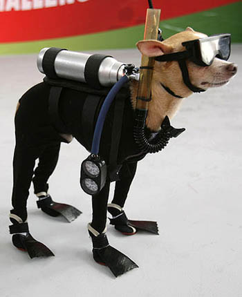 Scuba Diving Chihuahua