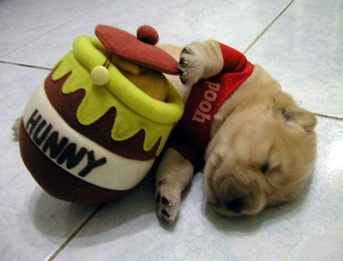 Winnie The Pooh Puppy