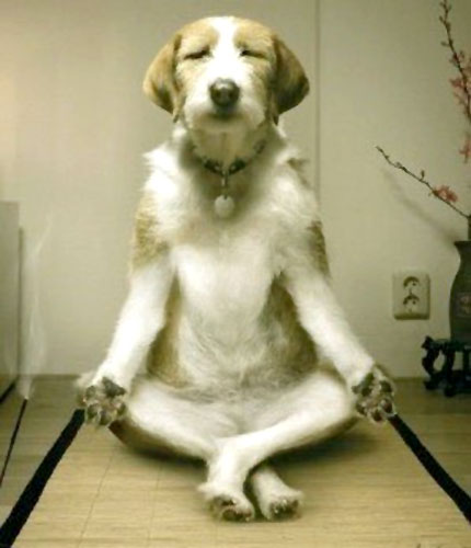 Dog In A Lotus Pose Meditating