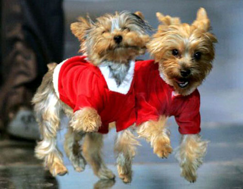 Twin Yorkies Jumping