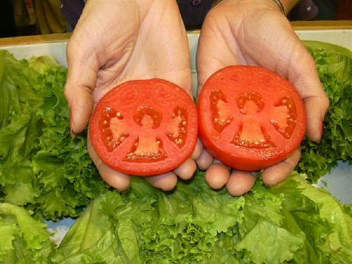 Angels in Tomatoes