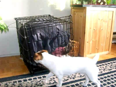 Passed Out In A Dog Cage