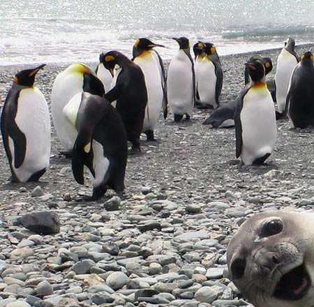 Photobombing Seal