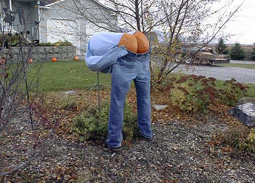 Mooning Scarecrow Pumpkin Butt