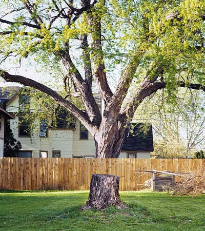 Floating Tree