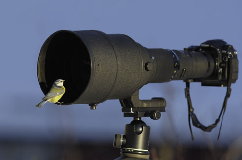 Bird Sitting On A Long Lens Camera