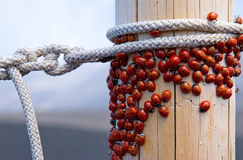 Swarm of Ladybugs Photography
