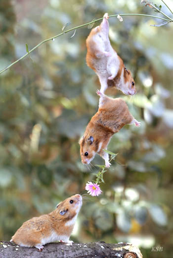 Hamsters Working Together