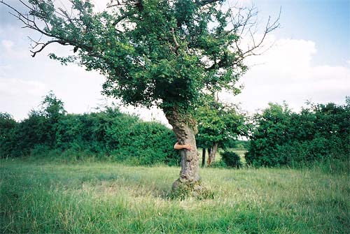 Tree Limb