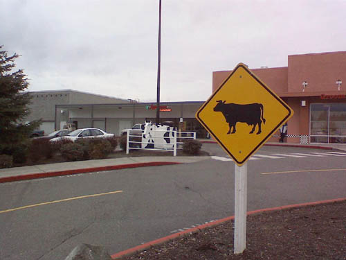 Cow Crossing Sign