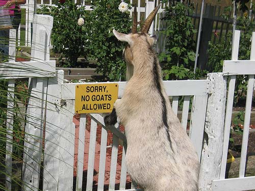 No Goats Allowed Sign